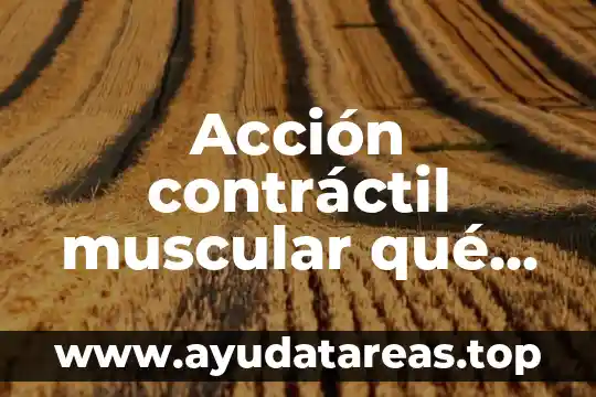Acción contráctil muscular qué es