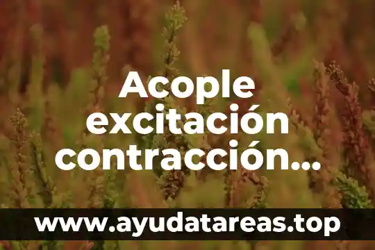 Acople excitación contracción qué es