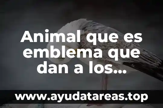 Animal tucán que es lo que comen 5 Animal que es emblema que dan a los ganadores barranquilla