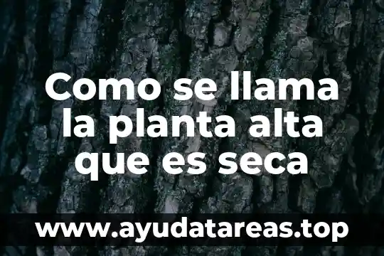 Que es una planta forrajera 8 Como se llama la planta alta que es seca