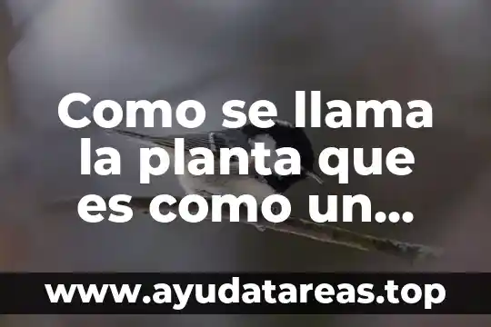 Planta cultivada que es 8 Como se llama la planta que es como un cable