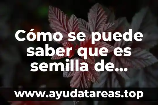 Cómo se puede saber que es semilla de cilantro