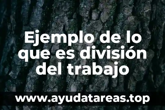 Qué es división de números con signo 5 Ejemplo de lo que es división del trabajo