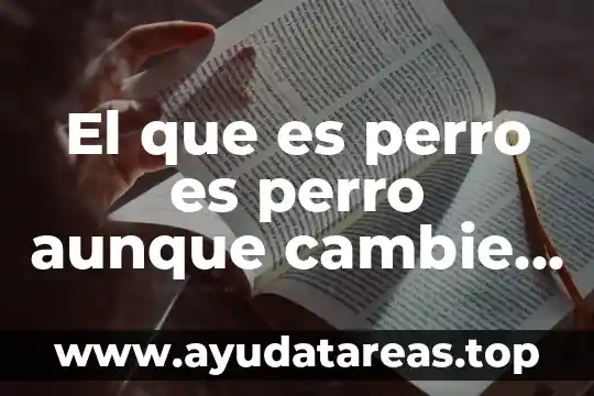 Que es mejor un perro macho o hembra 7 El que es perro es perro aunque cambie de dueño