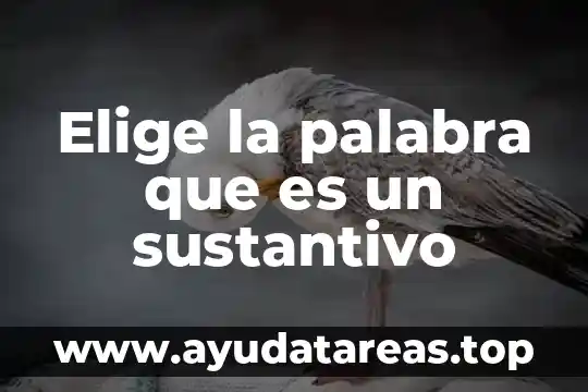 Que es el significado de la palabra auge 4 Elige la palabra que es un sustantivo