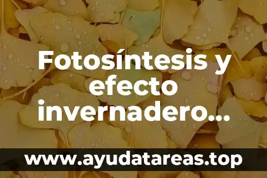 Que es el sistema invernadero 8 Fotosíntesis y efecto invernadero que es