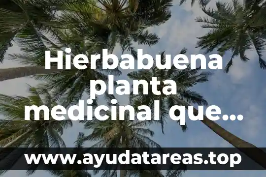 Que es la calabaza planta 4 Hierbabuena planta medicinal que es