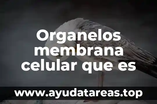 Qué es la membrana plasmática de la célula animal 3 Organelos membrana celular que es