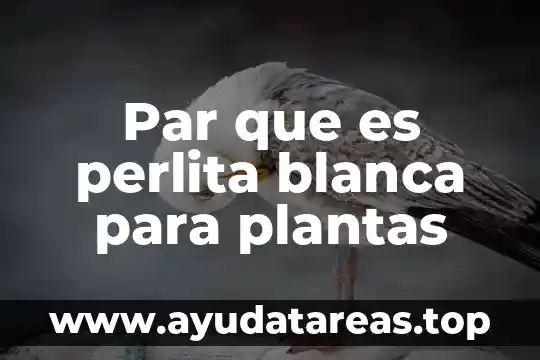 Par que es perlita blanca para plantas