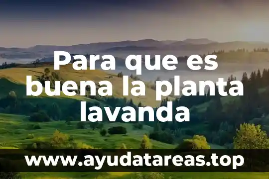 Que es lo que necesita una planta medicinal para crecer 7 Para que es buena la planta lavanda