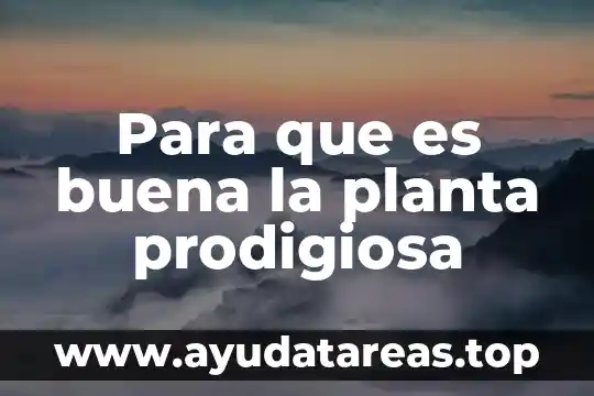 Que es lo que necesita una planta medicinal para crecer 4 Para que es buena la planta prodigiosa