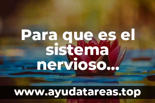 Que es el sistema nervioso y como esta compuesto 8 Para que es el sistema nervioso parasimpático