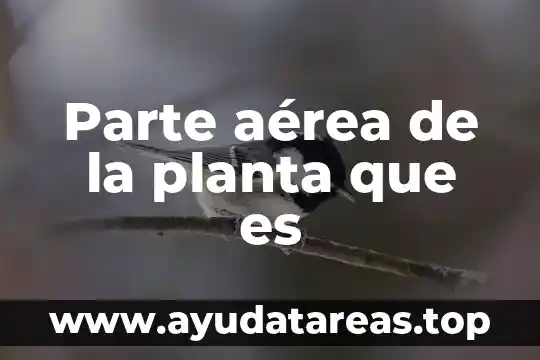 Planta cultivada que es 3 Parte aérea de la planta que es