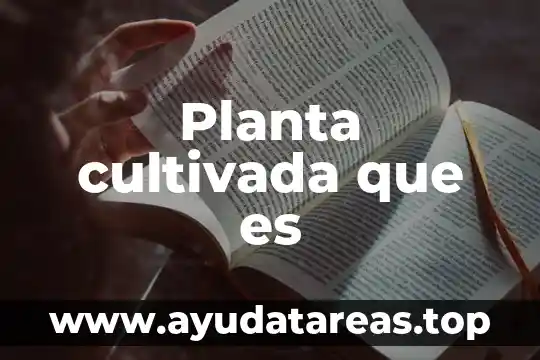 Parte aérea de la planta que es 3 Planta cultivada que es