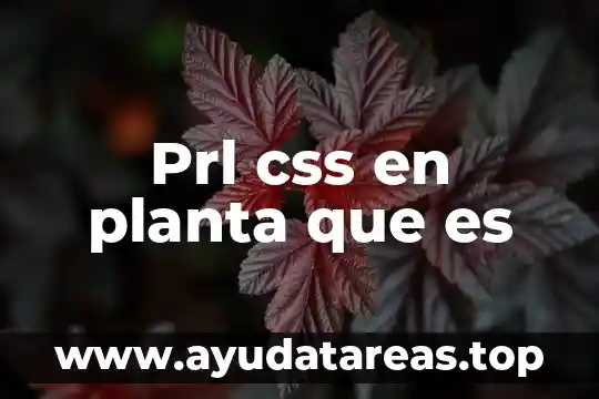 Que es una planta perenifolia 4 Prl css en planta que es