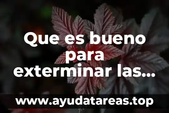 Que es bueno para lo sensible de los dientes 6 Que es bueno para exterminar las chinches