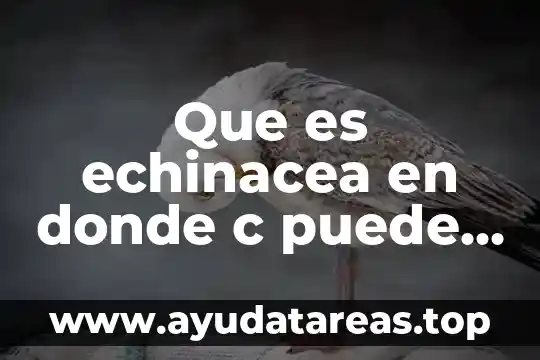 Que es rojo come piedras y puede volar 7 Que es echinacea en donde c puede conseguir