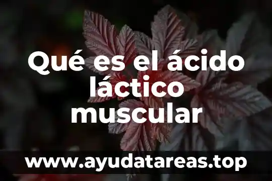 Qué es el ácido láctico muscular