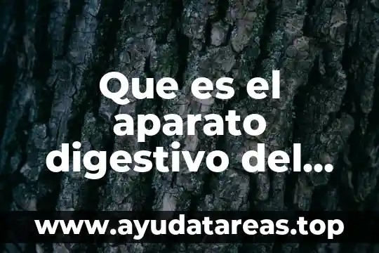 Que es el aparato digestivo del hombre
