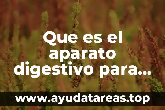 Que es el aparato digestivo para niños de preescolar