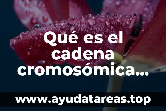 Qué es el cadena cromosómica en el diccionario