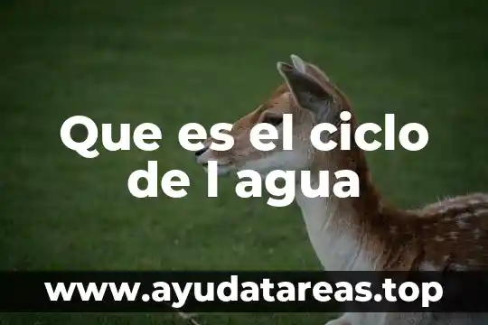 Atm ciclo celular qué es 5 Que es el ciclo de l agua
