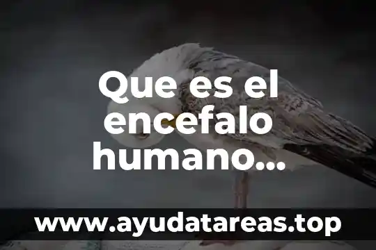 Que es el encefalo humano cuadro sinoptico