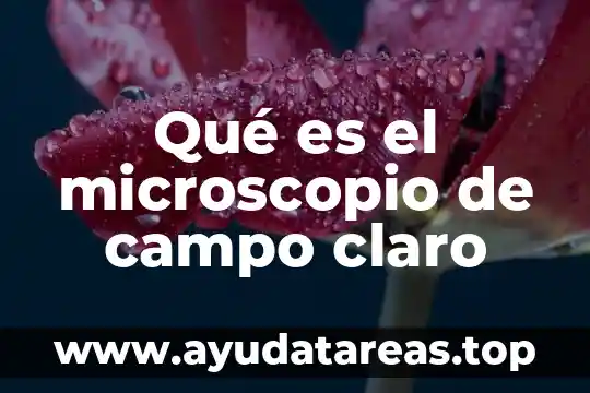 Instituto Flor de Campo que es 4 Qué es el microscopio de campo claro