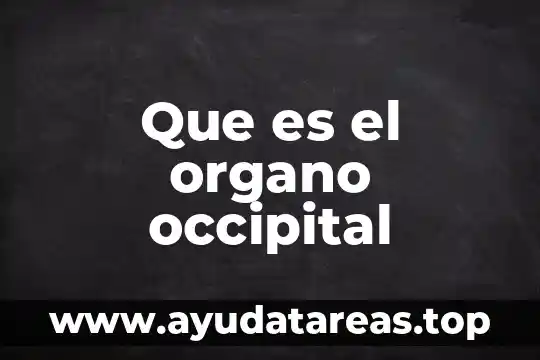 Qué es un órgano constituyente 3 Que es el organo occipital