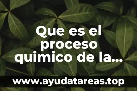 Qué es regine sol 8 Que es el proceso quimico de la respiracion