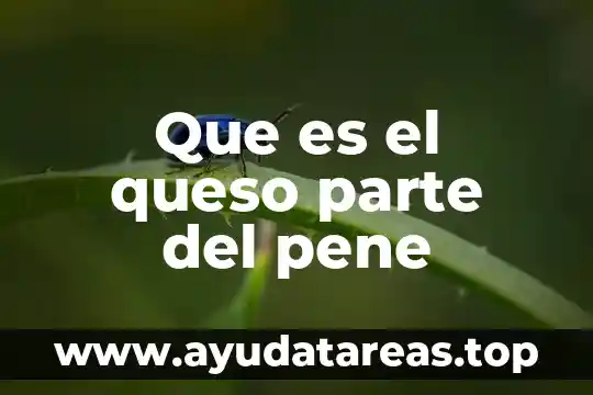 Que es bueno para ereccion pene 3 Que es el queso parte del pene