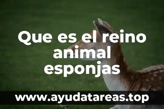 Que es el animal tijerillas 5 Que es el reino animal esponjas
