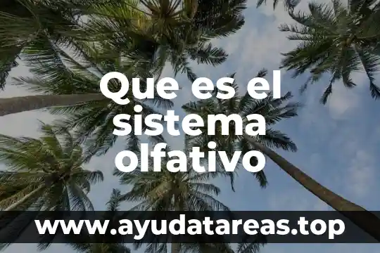 Que es el sistema de nombres de dominio dns 4 Que es el sistema olfativo