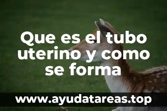 Que es el tubo uterino y como se forma