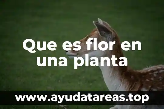 Que es una planta en conjunto 4 Que es flor en una planta