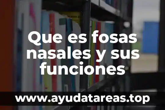 Que es fosas nasales y sus funciones