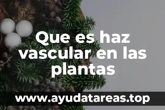 Nivel vascular que es 8 Que es haz vascular en las plantas