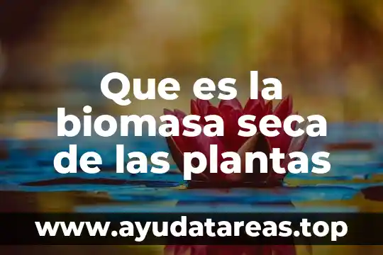 Que es la energia biomasa y comose transforma 5 Que es la biomasa seca de las plantas