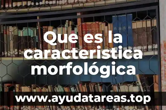 Que es geometria analitica caracteristica rincipal 8 Que es la caracteristica morfológica
