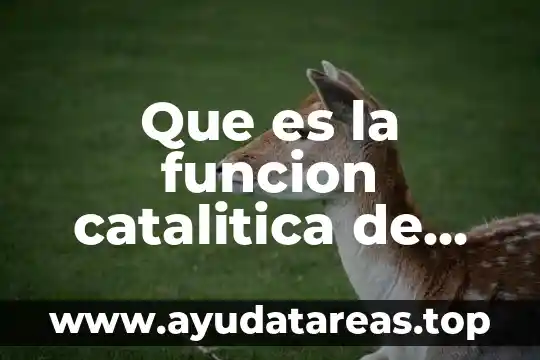 Qué es la proteínas tipos de alimentos provienen 3 Que es la funcion catalitica de las proteinas