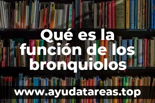 Que es un función explicita 6 Qué es la función de los bronquiolos