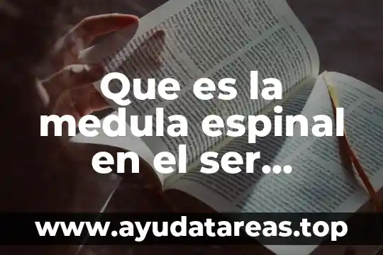Que es la medula espinal en el ser humano