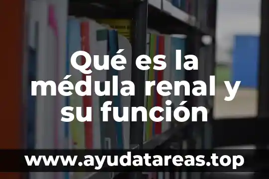 Qué es la médula renal y su función