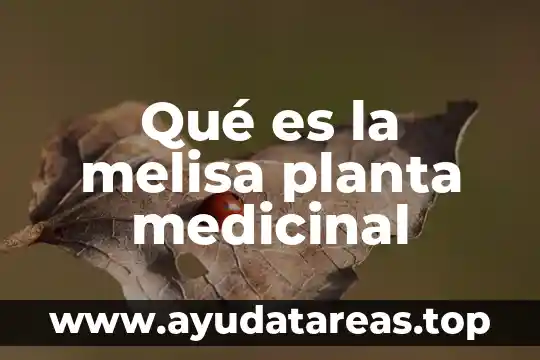 Para que es importante regalar una planta a un niño 3 Qué es la melisa planta medicinal