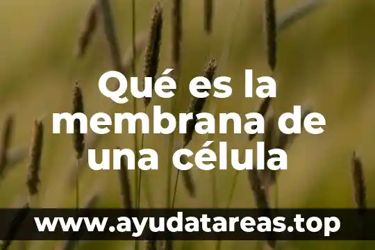 Qué es la membrana plasmática de la célula animal 8 Qué es la membrana de una célula