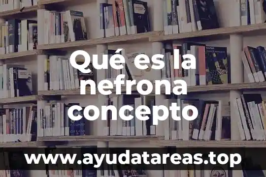 Qué es la nefrona concepto