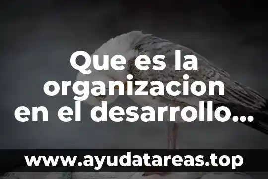 Que es la organizacion en el desarrollo de la administracion
