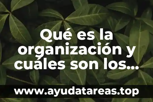 Qué es la organización y cuáles son los elementos fundamentales