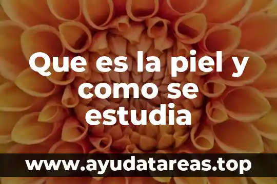 Que es la piel de humano 5 Que es la piel y como se estudia