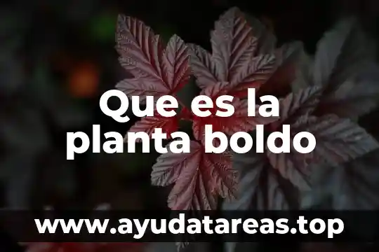 Planta cultivada que es 4 Que es la planta boldo